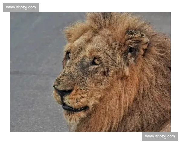 雄狮啸橙军:德佩的豪门失意与传奇加冕 雄狮啸橙军:德佩的豪门失意与传奇加冕
